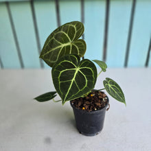 Load image into Gallery viewer, #W13 Anthurium Clarinervium