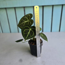 Load image into Gallery viewer, #W13 Anthurium Clarinervium