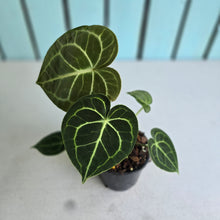 Load image into Gallery viewer, #W13 Anthurium Clarinervium