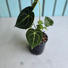 Load image into Gallery viewer, #W13 Anthurium Clarinervium