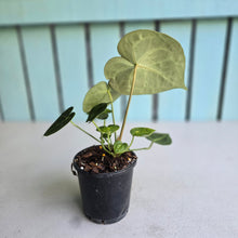 Load image into Gallery viewer, #W13 Anthurium Clarinervium