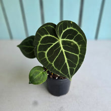 Load image into Gallery viewer, #W25 Anthurium Clarinervium
