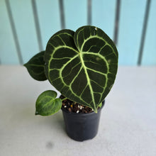 Load image into Gallery viewer, #W25 Anthurium Clarinervium