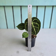 Load image into Gallery viewer, #W25 Anthurium Clarinervium