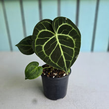 Load image into Gallery viewer, #W25 Anthurium Clarinervium