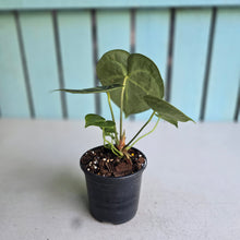 Load image into Gallery viewer, #W25 Anthurium Clarinervium