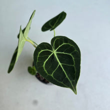 Load image into Gallery viewer, #W25 Anthurium Clarinervium