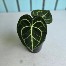 Load image into Gallery viewer, #MU1 Anthurium Clarinervium