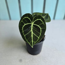 Load image into Gallery viewer, #MU1 Anthurium Clarinervium
