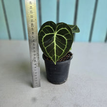 Load image into Gallery viewer, #MU1 Anthurium Clarinervium