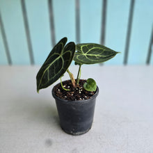 Load image into Gallery viewer, #MU1 Anthurium Clarinervium