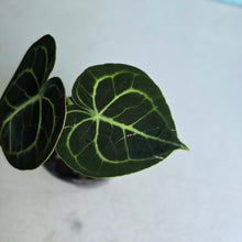 Load image into Gallery viewer, #MU1 Anthurium Clarinervium