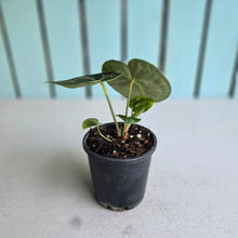Load image into Gallery viewer, #MU1 Anthurium Clarinervium