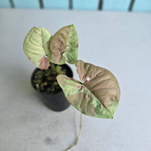Load image into Gallery viewer, #G11 Syngonium Confetti