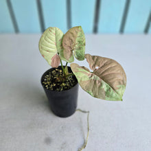 Load image into Gallery viewer, #G11 Syngonium Confetti