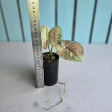 Load image into Gallery viewer, #G11 Syngonium Confetti