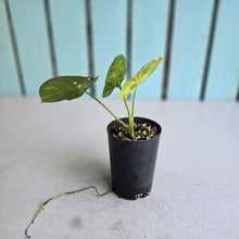 Load image into Gallery viewer, #G11 Syngonium Confetti