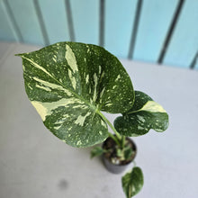 Load image into Gallery viewer, #N03 Monstera Thai Constellation