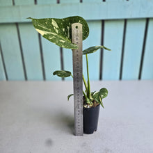 Load image into Gallery viewer, #N03 Monstera Thai Constellation