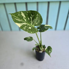 Load image into Gallery viewer, #N03 Monstera Thai Constellation