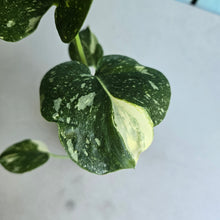 Load image into Gallery viewer, #N03 Monstera Thai Constellation