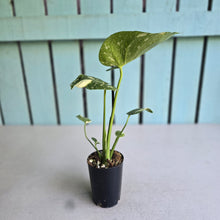 Load image into Gallery viewer, #N03 Monstera Thai Constellation
