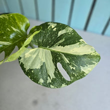 Load image into Gallery viewer, #W1 Monstera Thai Constellation