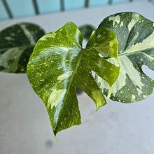 Load image into Gallery viewer, #W1 Monstera Thai Constellation