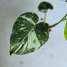 Load image into Gallery viewer, #W1 Monstera Thai Constellation
