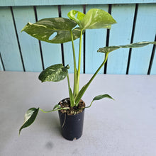 Load image into Gallery viewer, #W1 Monstera Thai Constellation