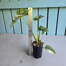 Load image into Gallery viewer, #W1 Monstera Thai Constellation