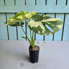Load image into Gallery viewer, #W1 Monstera Thai Constellation