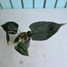 Load image into Gallery viewer, #B61 Anthurium Portillae
