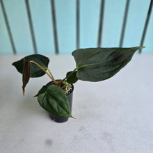 Load image into Gallery viewer, #B61 Anthurium Portillae