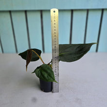 Load image into Gallery viewer, #B61 Anthurium Portillae