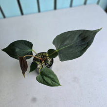 Load image into Gallery viewer, #B61 Anthurium Portillae
