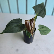 Load image into Gallery viewer, #B61 Anthurium Portillae