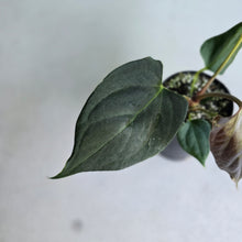 Load image into Gallery viewer, #B61 Anthurium Portillae