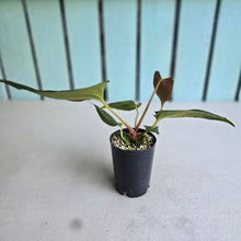 Load image into Gallery viewer, #B61 Anthurium Portillae