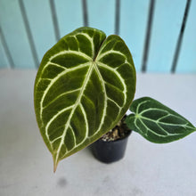 Load image into Gallery viewer, #S43 Anthurium Crystallinum Hope x Velvet Hybrid Round Form