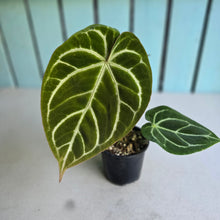 Load image into Gallery viewer, #S43 Anthurium Crystallinum Hope x Velvet Hybrid Round Form