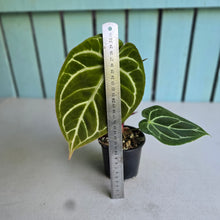 Load image into Gallery viewer, #S43 Anthurium Crystallinum Hope x Velvet Hybrid Round Form