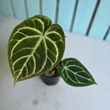 Load image into Gallery viewer, #S43 Anthurium Crystallinum Hope x Velvet Hybrid Round Form