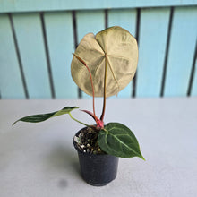 Load image into Gallery viewer, #S43 Anthurium Crystallinum Hope x Velvet Hybrid Round Form