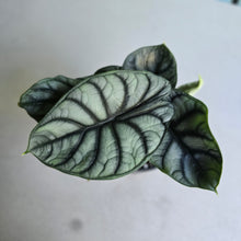 Load image into Gallery viewer, #B26 Alocasia Silver Dragon
