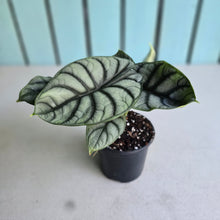 Load image into Gallery viewer, #B26 Alocasia Silver Dragon