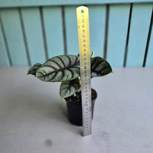 Load image into Gallery viewer, #B26 Alocasia Silver Dragon