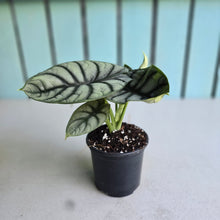 Load image into Gallery viewer, #B26 Alocasia Silver Dragon
