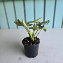 Load image into Gallery viewer, #B26 Alocasia Silver Dragon