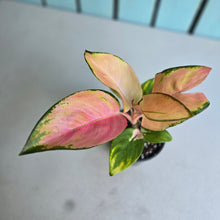 Load image into Gallery viewer, #W44 Aglaonema Spitfire